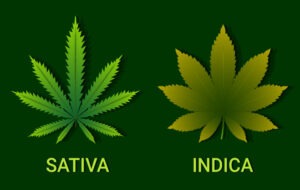 cannabis certification and appointment