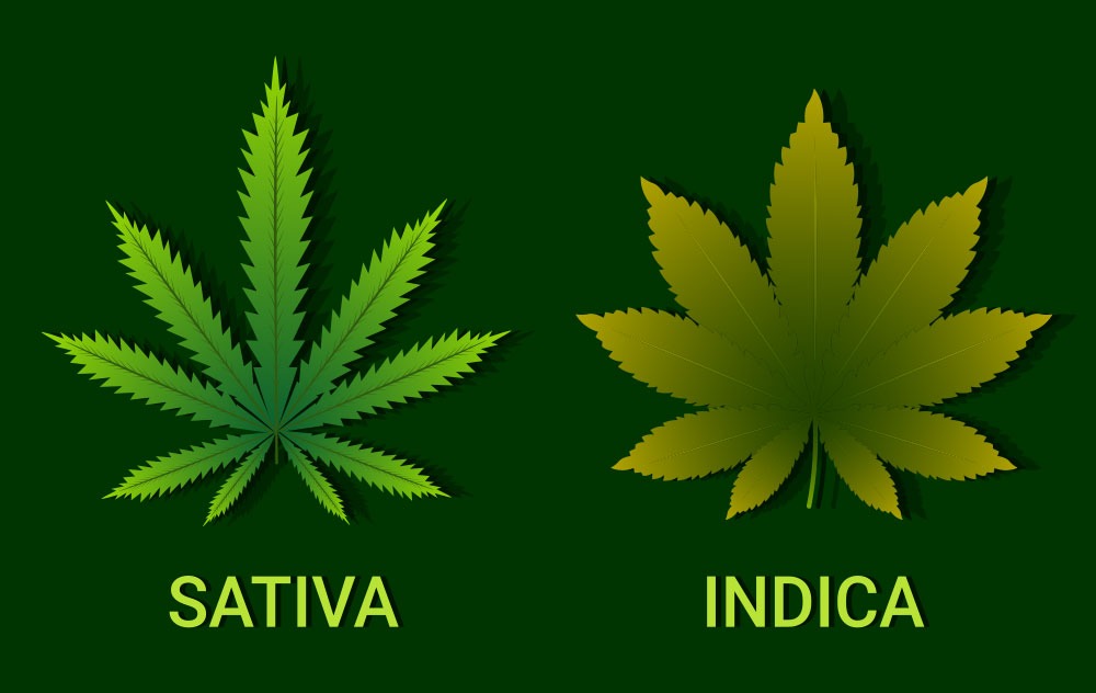 cannabis certification and appointment