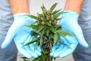 cannabis doctor Newton