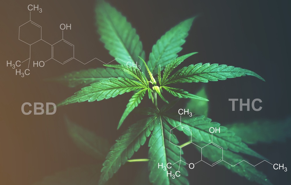 cannabis certification and appointment