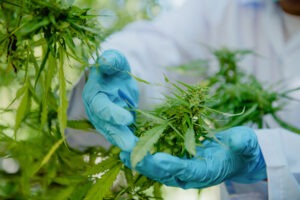 cannabis doctor Newton