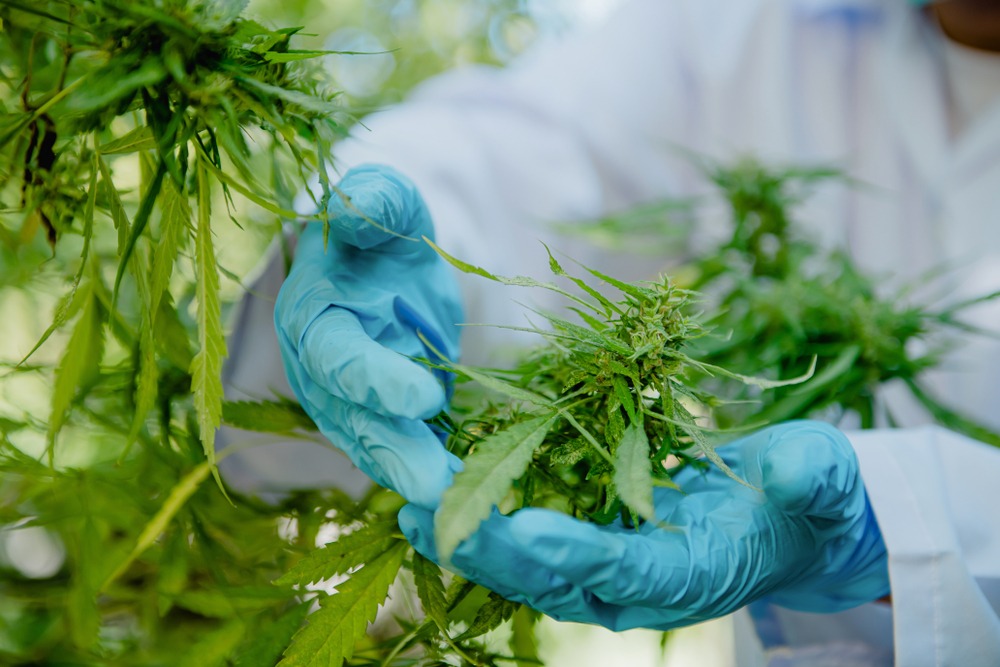 cannabis doctor Newton