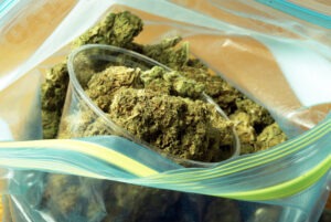 cannabis professionals