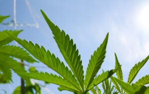 fastest marijuana card