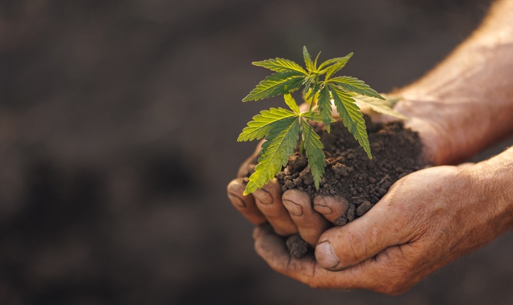 cannabis shops Massachusetts