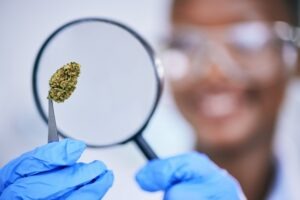 cannabis certification appointment